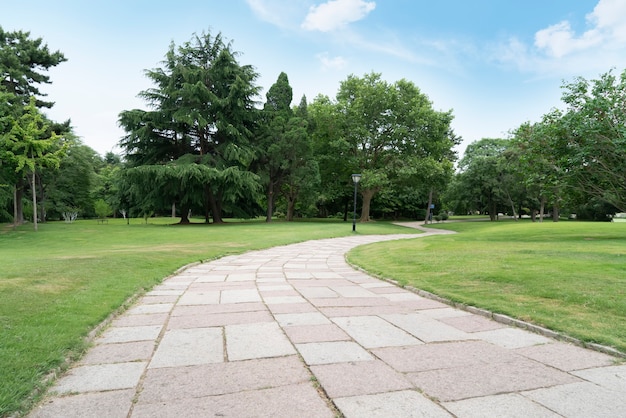 Erba e alberi nel parco sotto il cielo azzurro