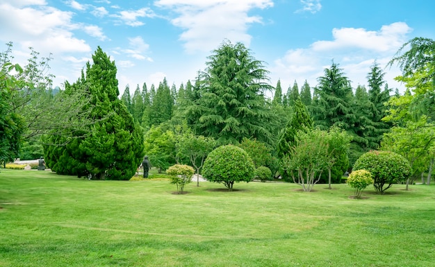 Erba e alberi nel parco sotto il cielo azzurro