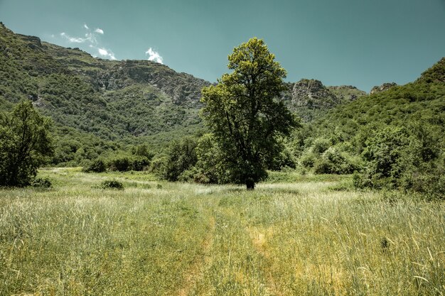 Erba e alberi nella foresta di montagna