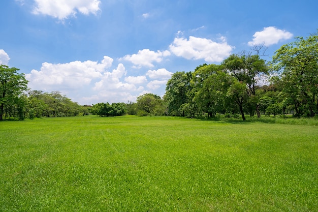 Erba e alberi verdi nel bellissimo parco sotto il cielo blu