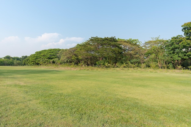 Erba e alberi verdi nel bellissimo parco