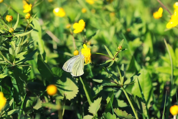 Erba e fiori primaverili in un campo