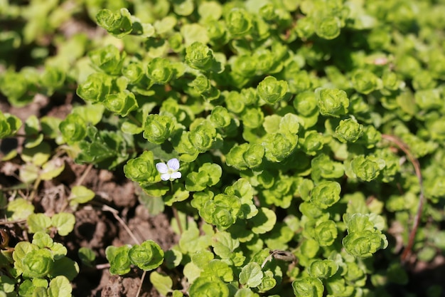 erba e fiori primaverili