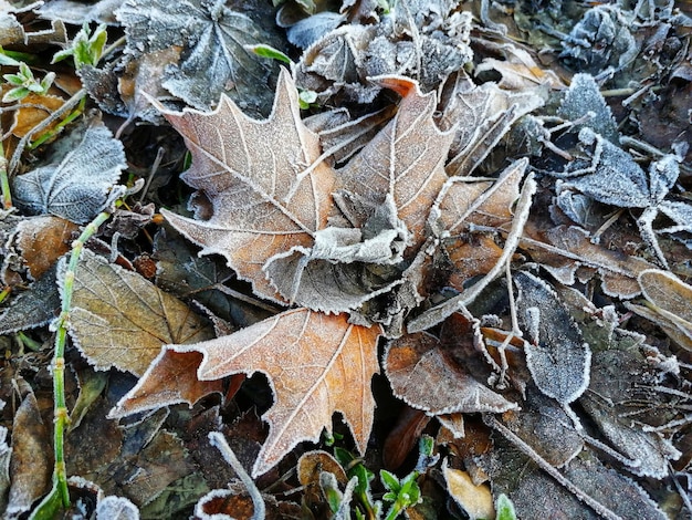 Erba e foglie congelate coperte dal gelo al mattino