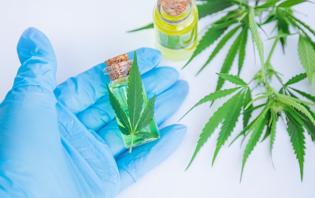 Erba e foglie di cannabis per il trattamento di brodo, tintura, estratto, olio.