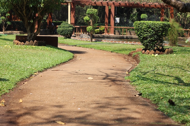 erba e piante in un giardino