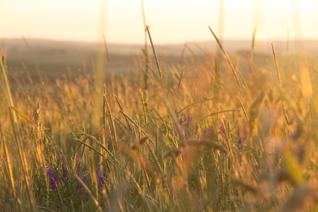 erba e piccoli fiori viola in un campo con il sole