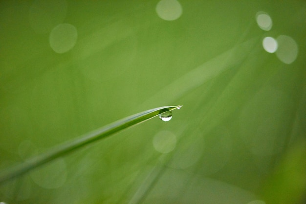 Erba. Erba verde fresca con il primo piano delle gocce di rugiada. Sole. Focalizzazione morbida. Sfondo natura astratta