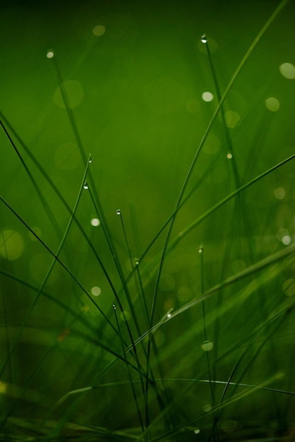 Erba. Erba verde fresca con il primo piano delle gocce di rugiada. Sole. Focalizzazione morbida. Sfondo natura astratta