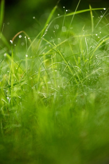 Erba. Erba verde fresca con il primo piano delle gocce di rugiada. Sole. Focalizzazione morbida. Sfondo natura astratta