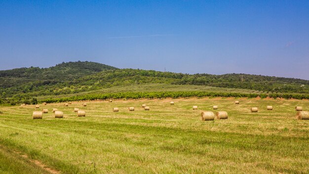 Erba falciata e pile sul campo