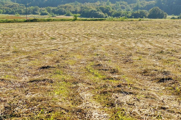 Erba falciata in un campo in una soleggiata mattina d'estate Regione di Mosca Russia