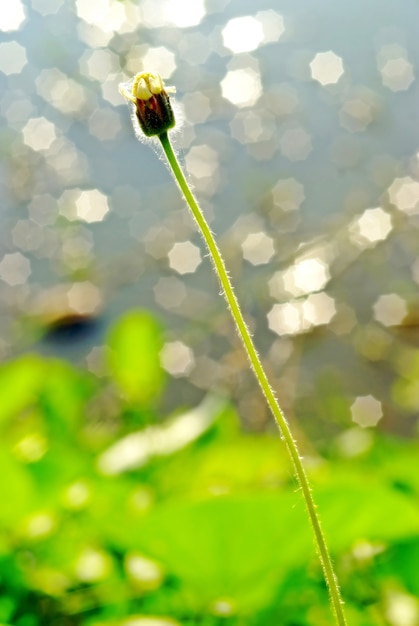 Erba Fiore e Bokeh