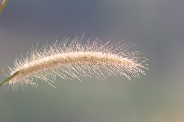 Erba fiorita bellissima