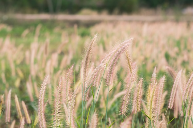 Erba fiorita, erba della missione, bella vista, pennisetum di piume o erba della missione