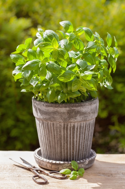 Erba fresca del basilico in vaso da fiori in giardino