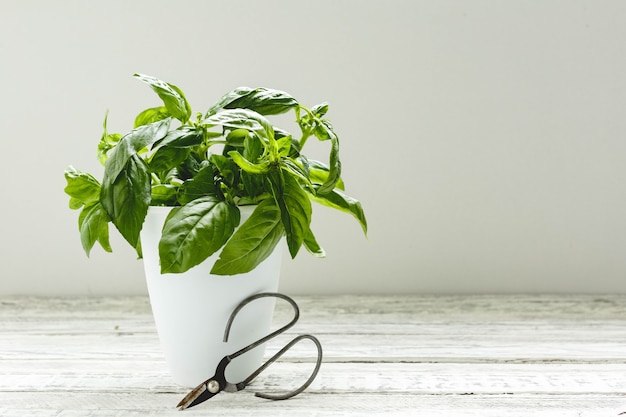 Erba fresca del basilico in vaso di fiori con le forbici sulla tavola bianca su fondo bianco con lo spazio della copia.