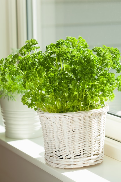 Erba fresca del prezzemolo in vaso bianco sulla finestra