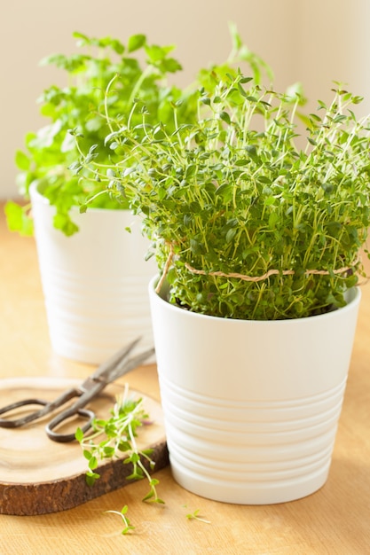 Erba fresca del timo in vaso bianco