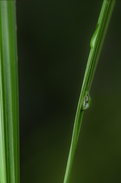 Erba fresca di primavera su uno sfondo scuro