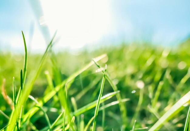 Erba fresca e cielo blu soleggiato su un campo verde all'alba natura della campagna