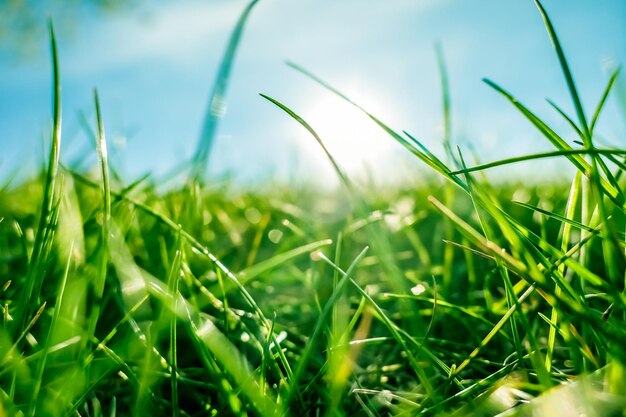 Erba fresca e cielo blu soleggiato su un campo verde all'alba natura della campagna