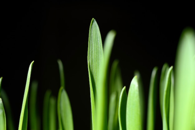 erba fresca e verde su fondo nero. avvicinamento.