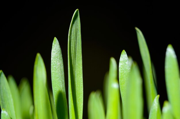 erba fresca e verde su fondo nero. avvicinamento.