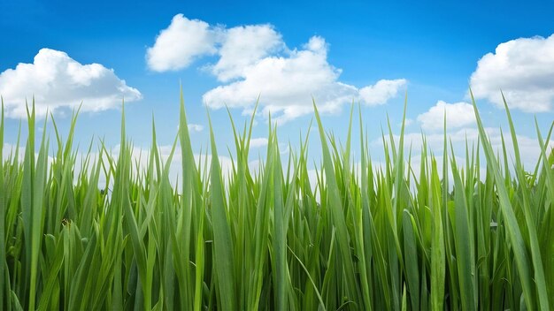 Erba fresca sullo sfondo del cielo