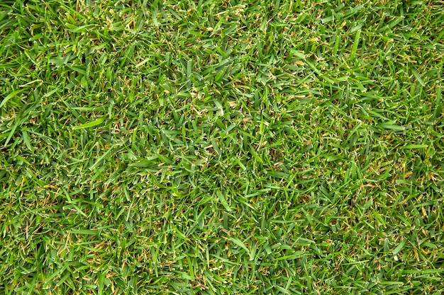 Erba fresca tagliata. Priorità bassa di struttura della natura. Prato di erba verde sul campo. Modello di prato verde.