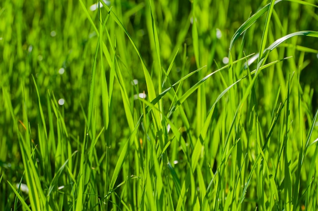 erba fresca verde che cresce sul prato