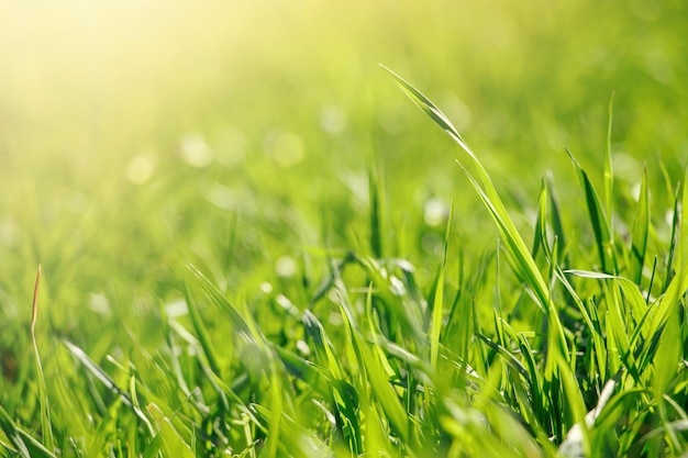 Erba fresca verde giovane in primavera Verde al sole Sfondo naturale astratto