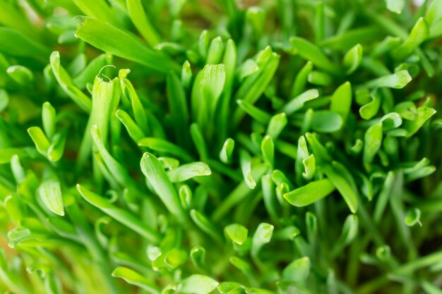 Erba fresca verde, la vista dall'alto