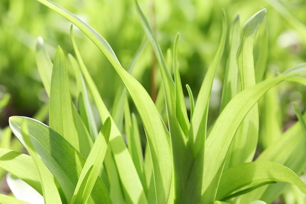 Erba fresca verde primaverile da vicino