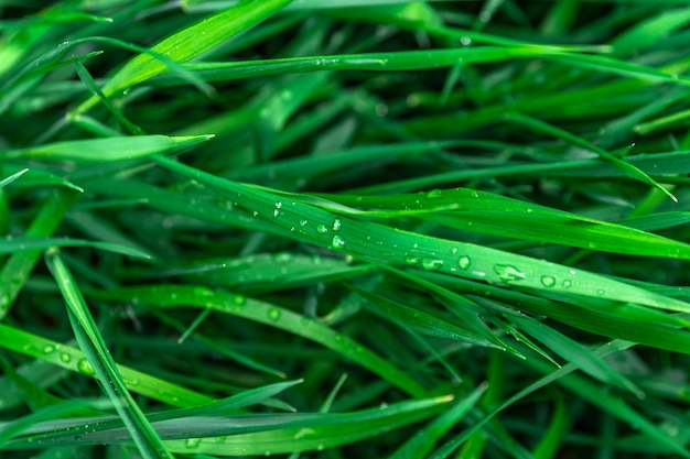 Erba fresca verde ricoperta di gocce d'acqua dopo la pioggia in estate