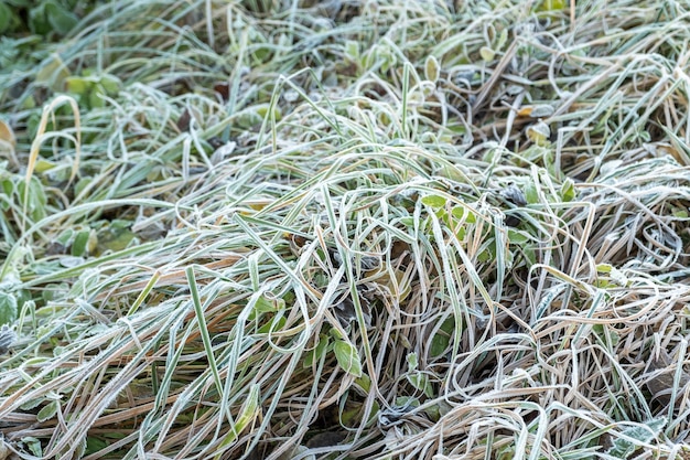 Erba gelida con gelo di ghiaccio lucido nelle piante del parco forestale innevato coperto di brina e nella neve tranquilla