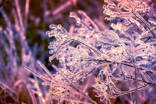 Erba ghiacciata in inverno. Campo invernale dopo la pioggia gelata. Sfondo della natura