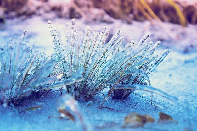 Erba ghiacciata in inverno dopo la pioggia gelata