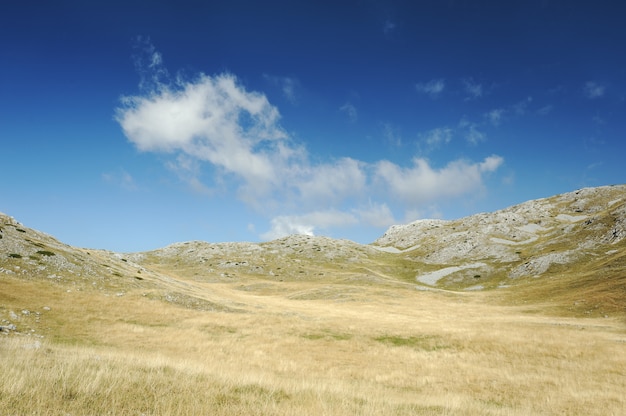 Erba gialla sulla cima della montagna, sfondo landskape