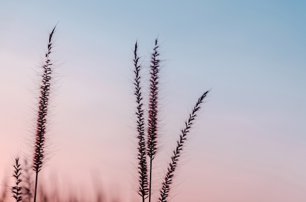 Erba il fiore in giardino con la luce di mattina o di sera, concetto di crescita della vita.