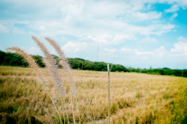 Erba il fiore sul campo