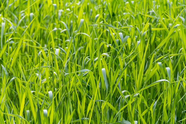 erba illuminata dal sole in primo piano