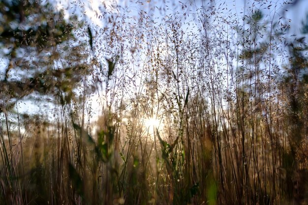 Erba in prato alla luce del sole al tramonto su uno sfondo sfocato albero e cielo blu