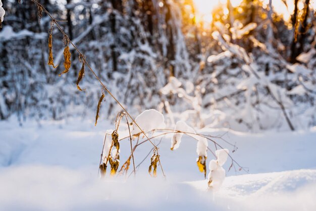 Erba innevata in una foresta d'inverno contro il sole Dettagli della foresta di neve