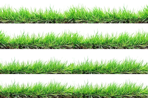 Erba isolata su sfondo bianco