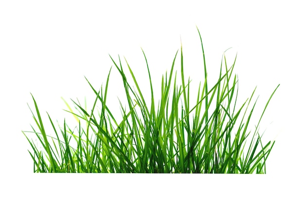Erba isolata su sfondo bianco