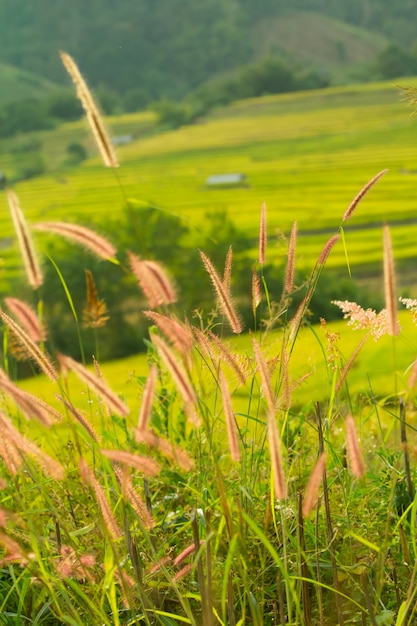 Erba lontana dal campo.