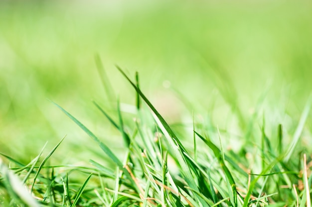 Erba luminosa verde fresca della molla con luce solare e la parete vaga, fuoco selettivo, parete di concetto della natura di estate