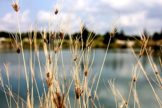 erba marrone con sfondo lago