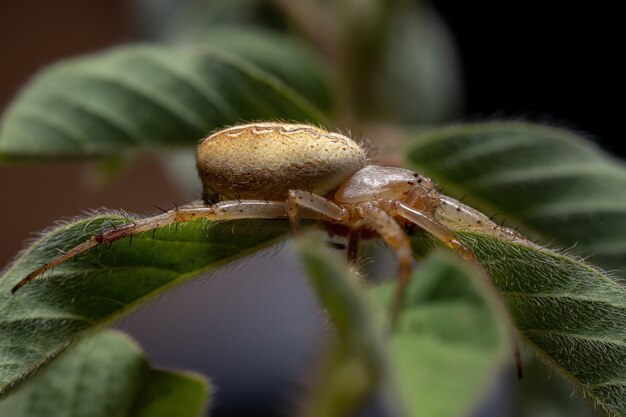 Erba Neoscona Ragno della specie Neoscona moreli